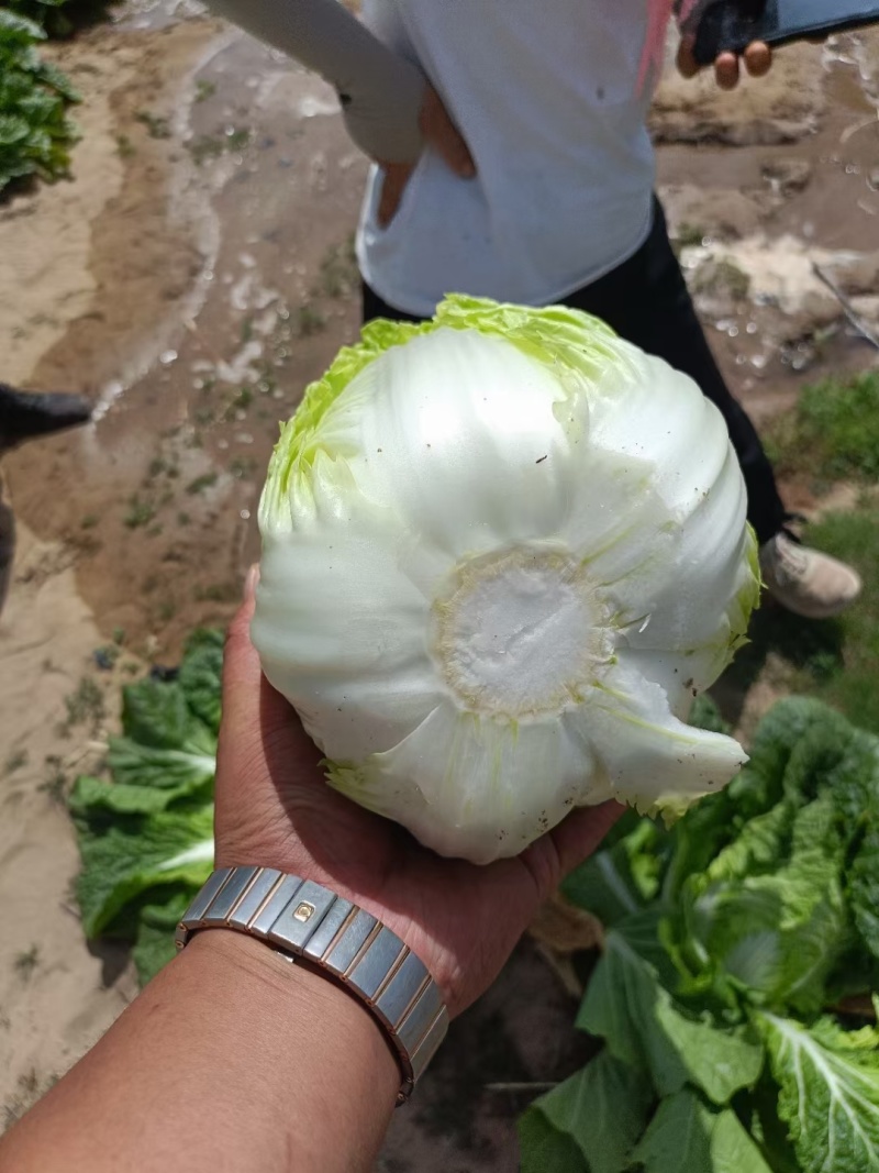 大白菜