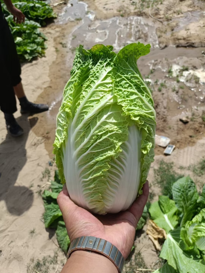 大白菜