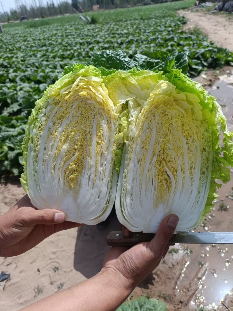 大白菜
