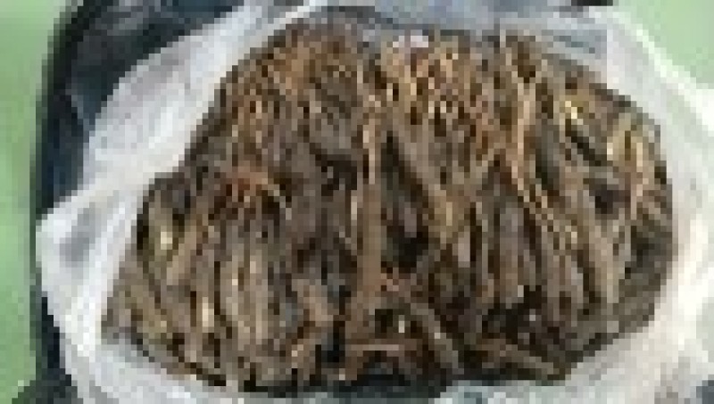 青海省果洛冬虫夏草基地发货量大从优质量保证欢迎咨询