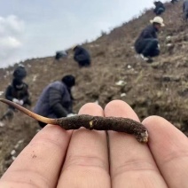 青海省果洛冬虫夏草基地发货量大从优质量保证欢迎咨询