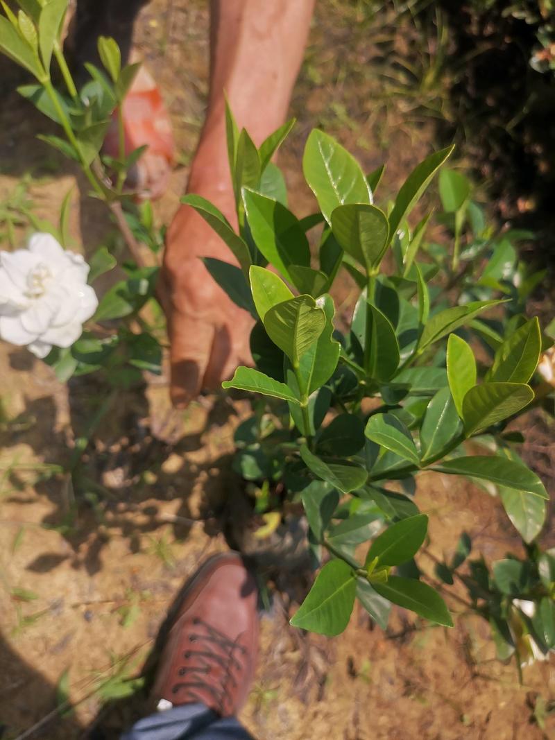 大量供应栀子花苗，玫瑰栀子苗，牡丹栀子苗，杯苗地苗