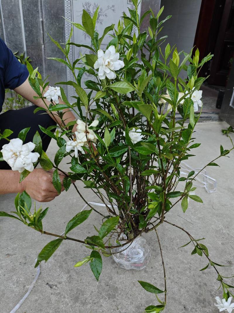 大量供应栀子花苗，玫瑰栀子苗，牡丹栀子苗，杯苗地苗