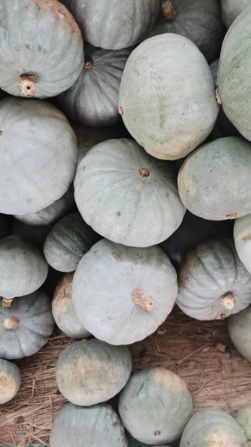 银栗南瓜，口感干面，糯甜产地一手货源量大从优老少皆宜