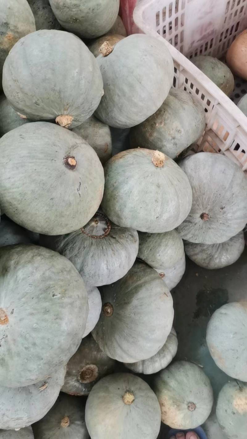 银栗南瓜，口感干面，糯甜产地一手货源量大从优老少皆宜