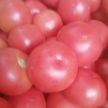 精品硬粉西红柿