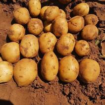土豆品种齐全货量充足全国代发保质保量