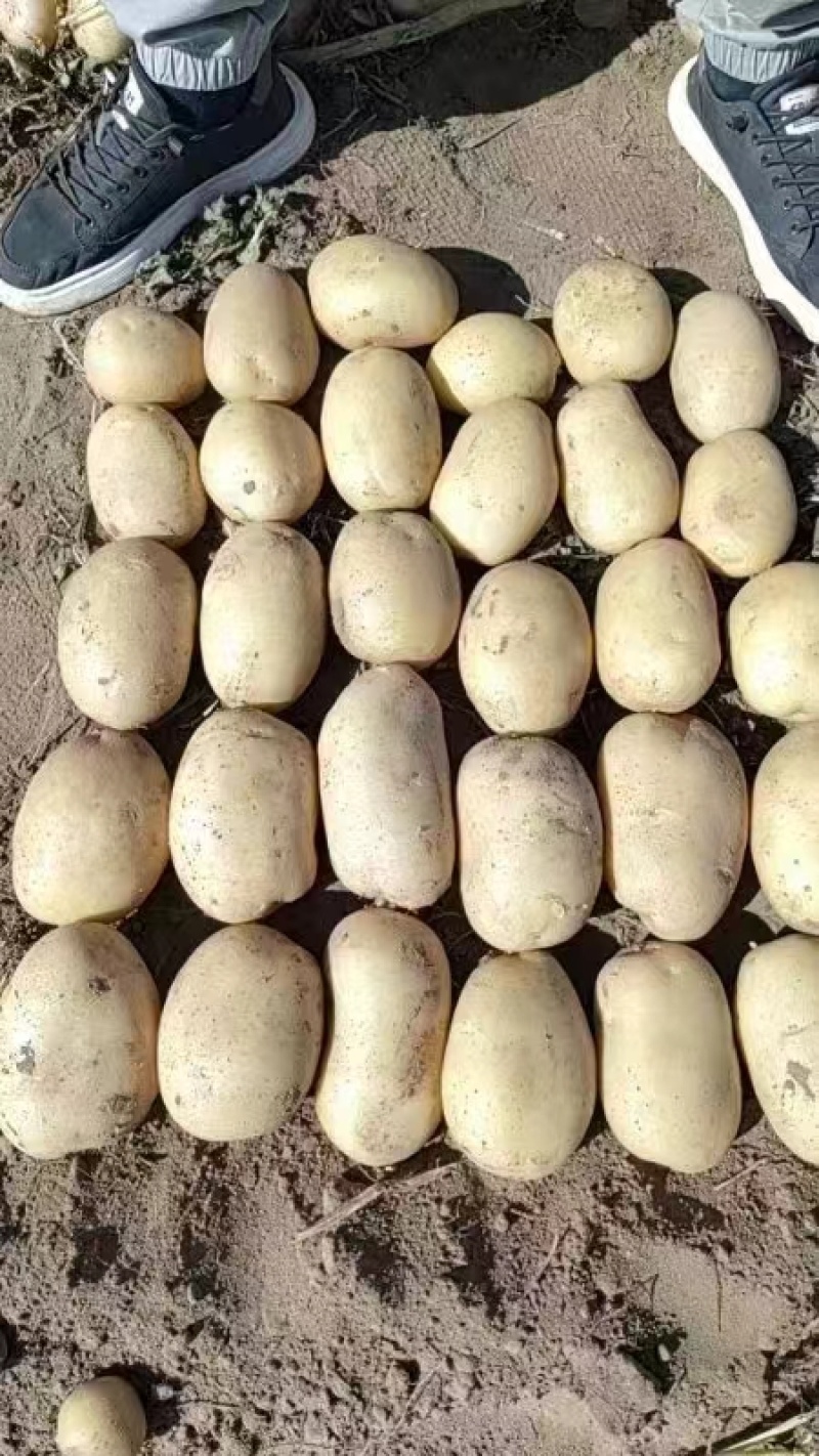 土豆品种齐全货量充足全国代发保质保量
