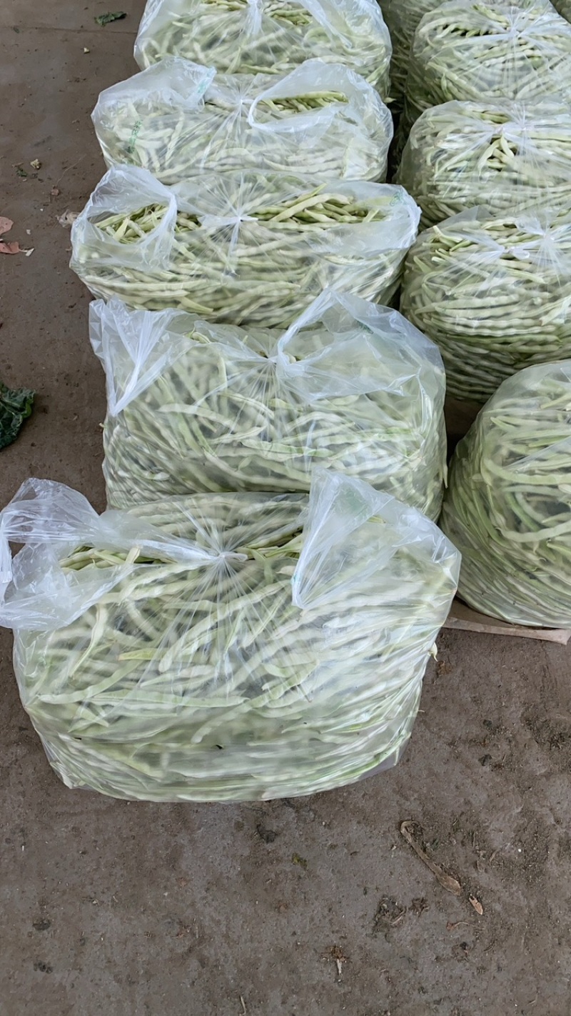 山东省郯城县白云豆大量上市，产地直发，对接电商市场批发商