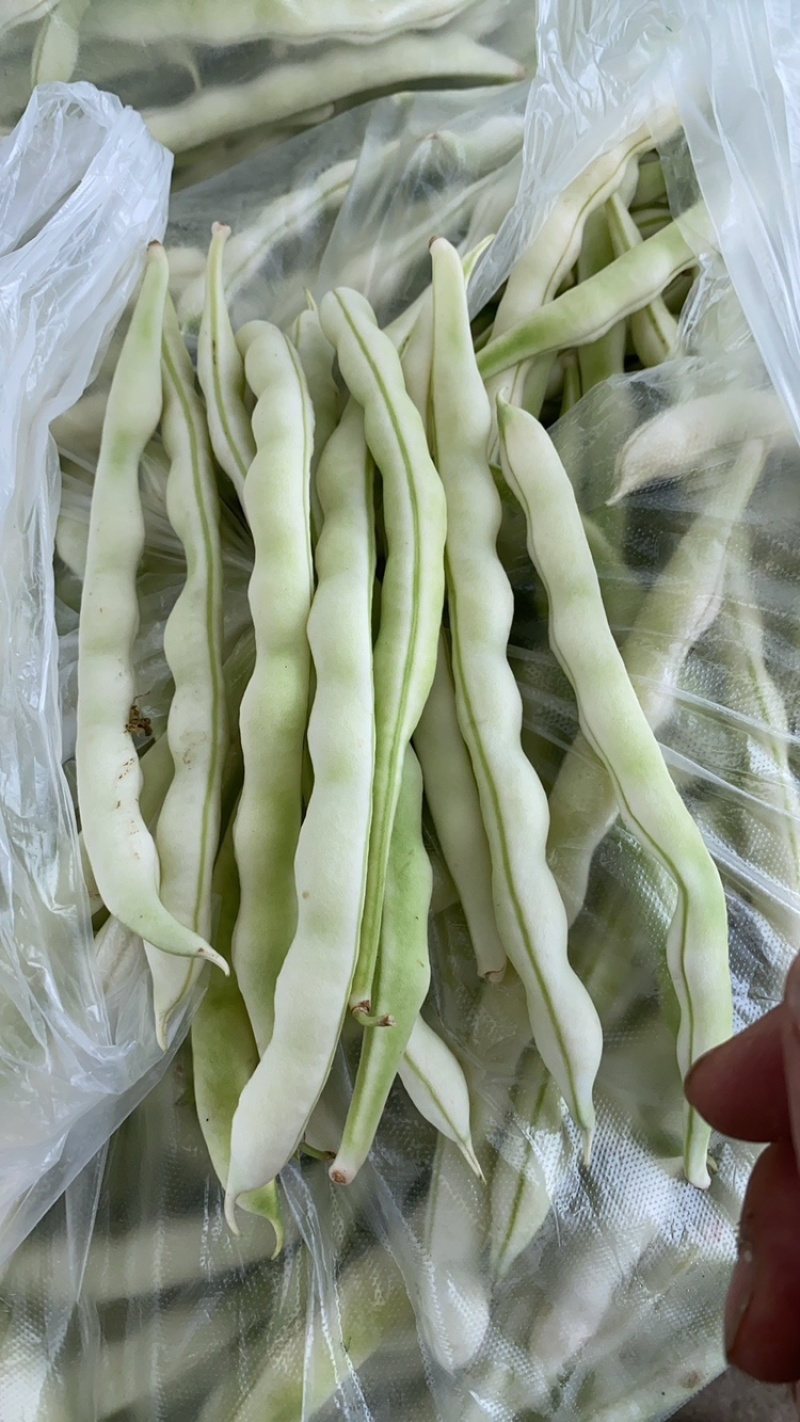 山东省郯城县白云豆大量上市，产地直发，对接电商市场批发商