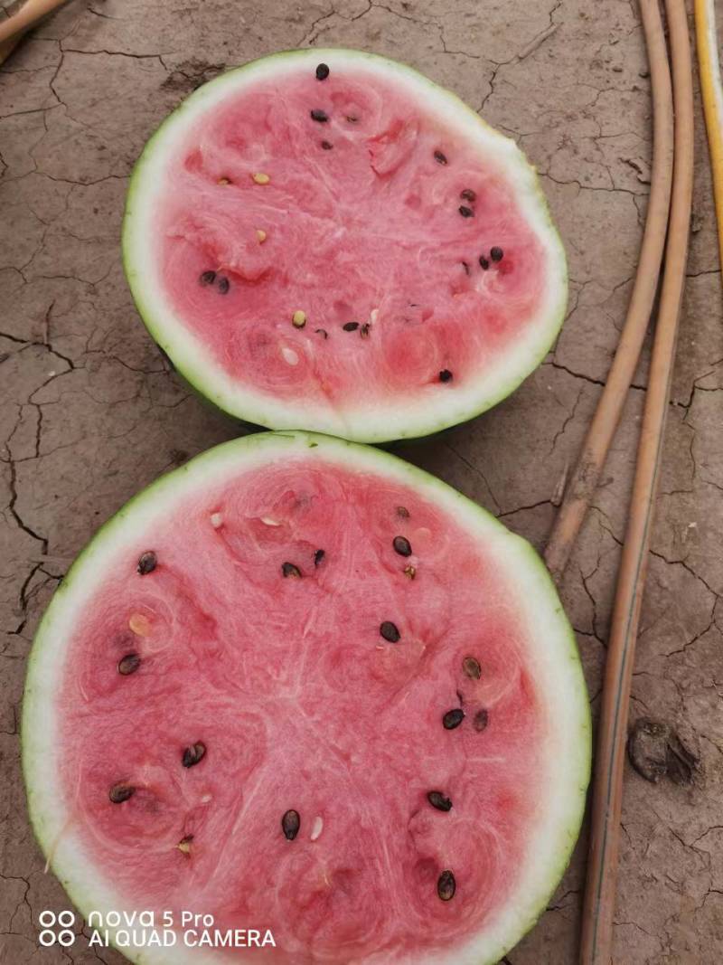 万亩露地8424，美都欢迎全国各地的老板前来订购