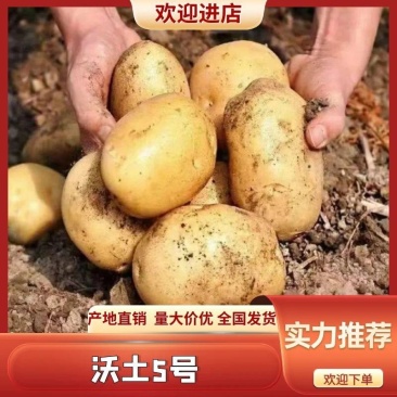 全年供应黄皮黄心土豆，专攻1-3两，2-4两电商规格定制