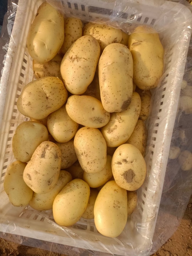全年供应黄皮黄心土豆，专攻1-3两，2-4两电商规格定制
