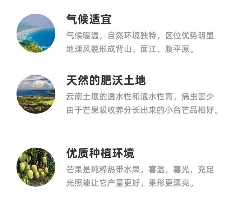 【爆甜】正宗小台农芒果新鲜非贵妃芒金煌芒大青芒应季水果批