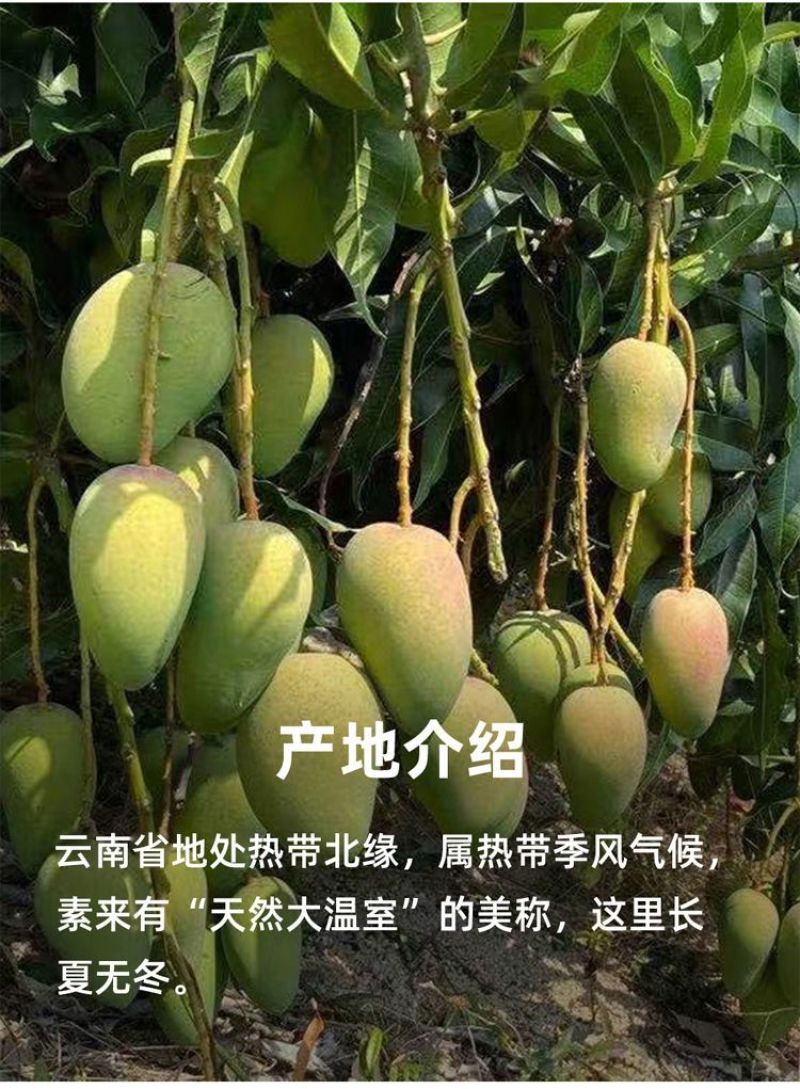 【爆甜】正宗小台农芒果新鲜非贵妃芒金煌芒大青芒应季水果批