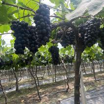 精品江苏葡萄，夏黑葡萄大量供应，基地直发，量大从优，现摘