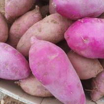 湛江遂溪红沙蜜薯，二代小花叶紫薯