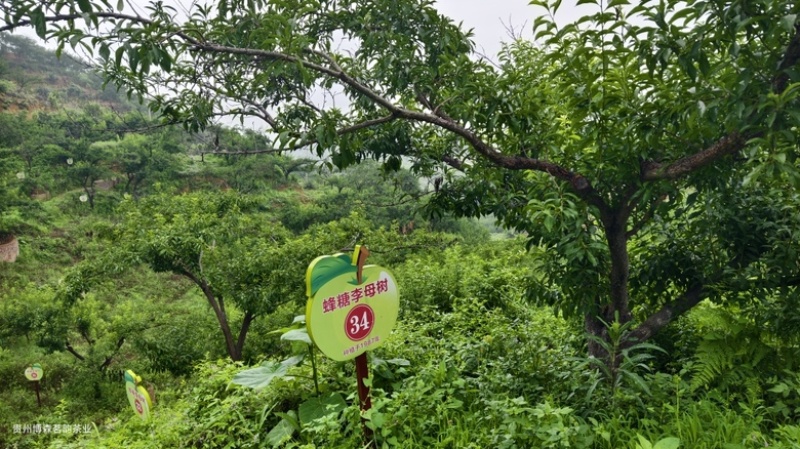 贵州六马蜂糖李就要上市记忆味道不错过一件代发