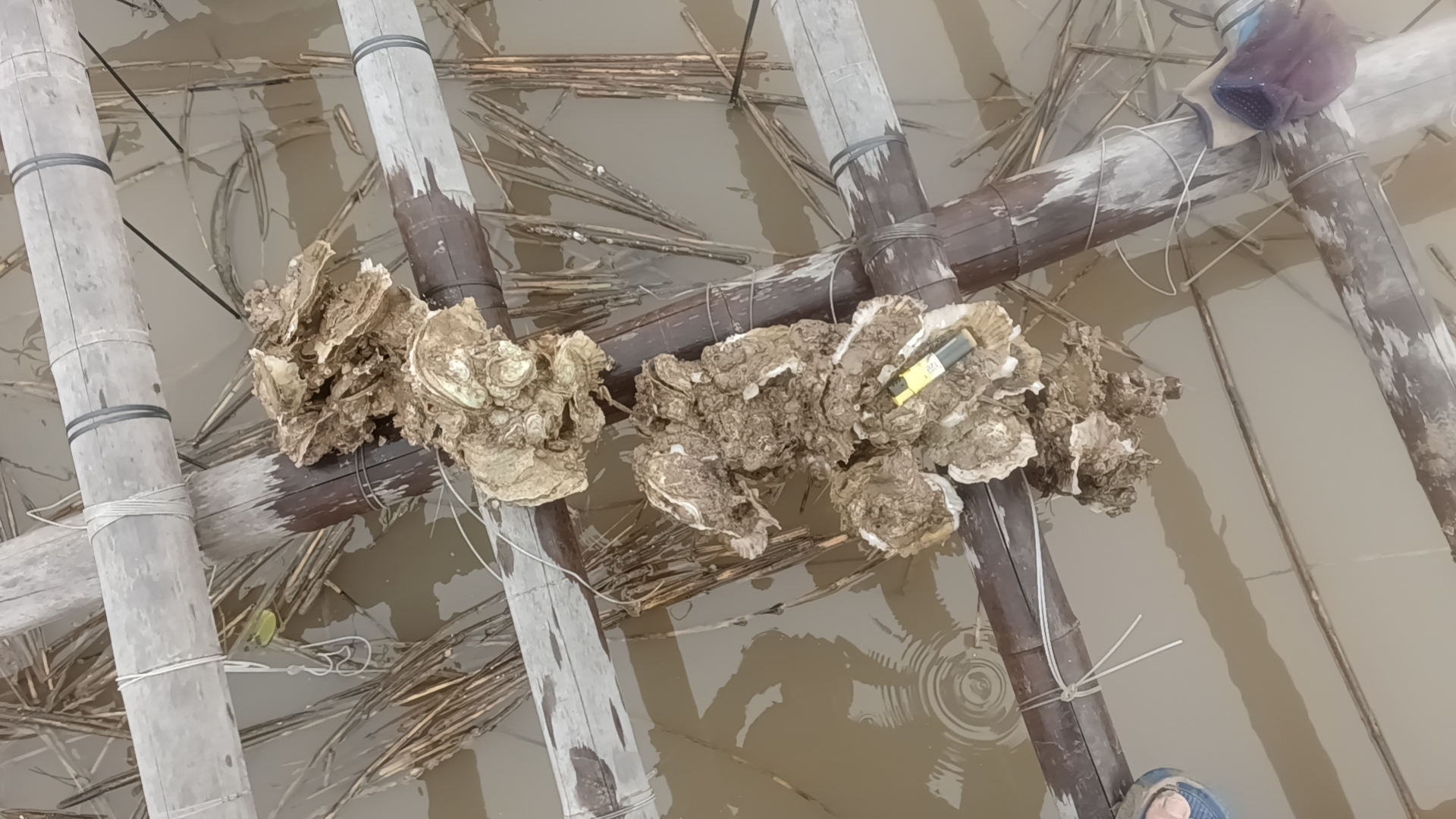 画面展示潮间带岩石上附着大量生蚝,海水退去后部分生蚝仍保持闭合状态;背景为浅海区域,有波浪痕迹;强调生蚝自然生长于盐度适中、水流通畅的岩礁环境 生蚝自然栖息环境示意图