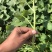 蜜薯大田苗、大田苗、蜜薯、蜜薯蔓头苗、蔓头苗