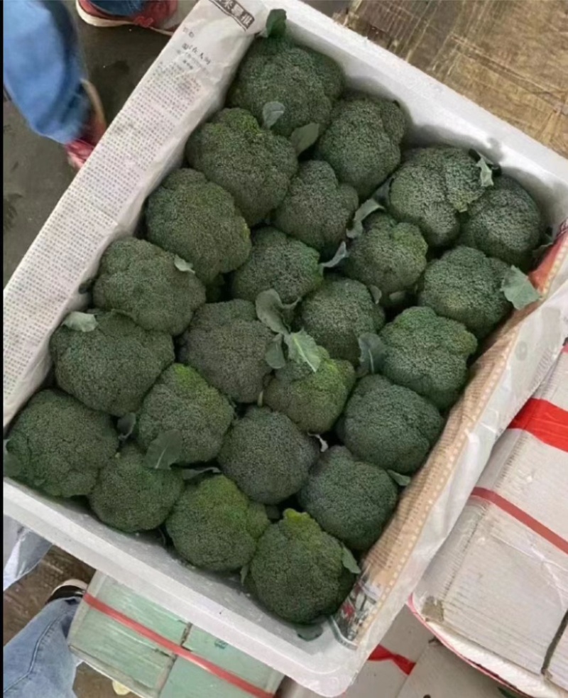 山西西兰花大量供货价格优惠一手货源欢迎电联