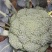 山西西兰花大量供货价格优惠一手货源欢迎电联