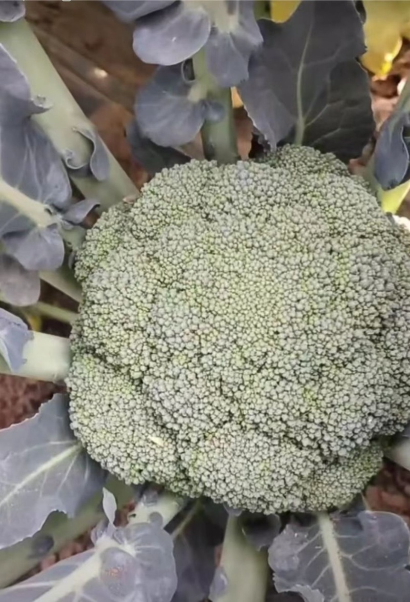 山西西兰花大量供货价格优惠一手货源欢迎电联