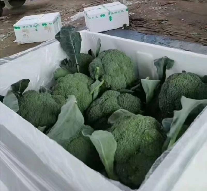 山西西兰花大量供货价格优惠一手货源欢迎电联