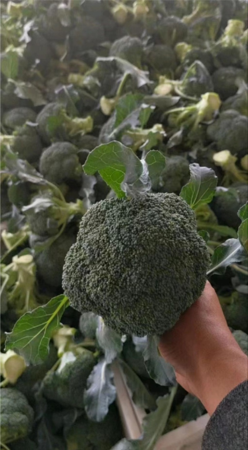 山西西兰花大量供货价格优惠一手货源欢迎电联