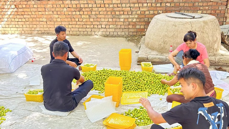 新疆轮台小白杏，产地直发，品质保证，一手货源