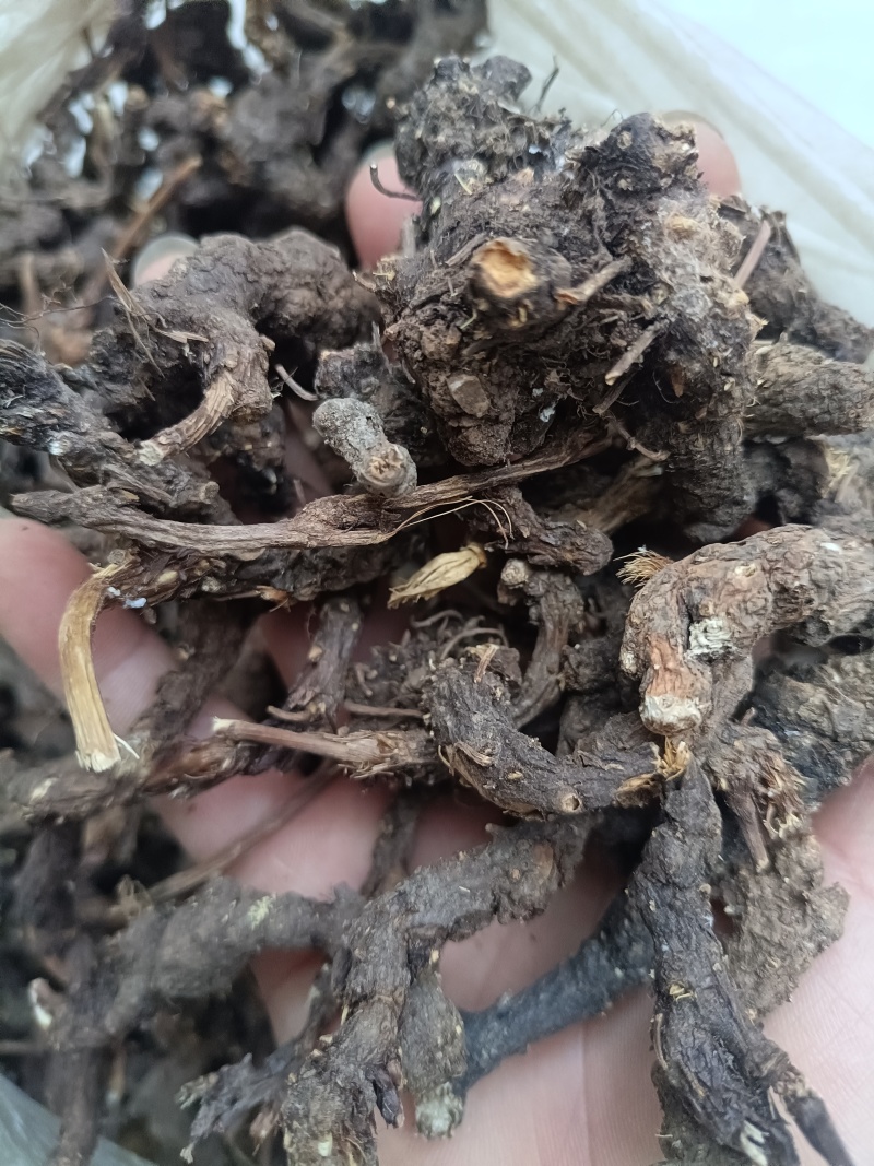 现货现发，家种，野生带珠砂点苍术