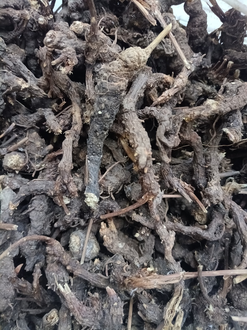 现货现发，家种，野生带珠砂点苍术