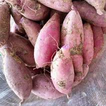 湖北紫薯紫罗兰紫薯产地直供稳定供货品质保证欢迎咨询
