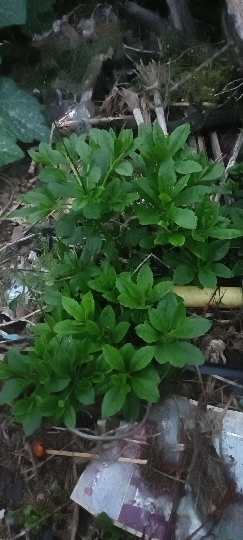 中药圣品花地参