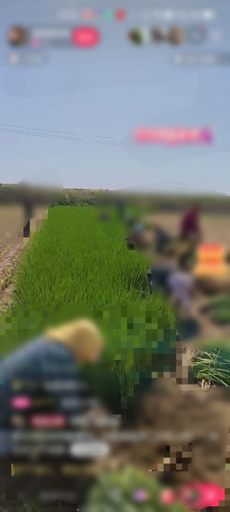 山西晋北小葱大量现货！质优价廉！