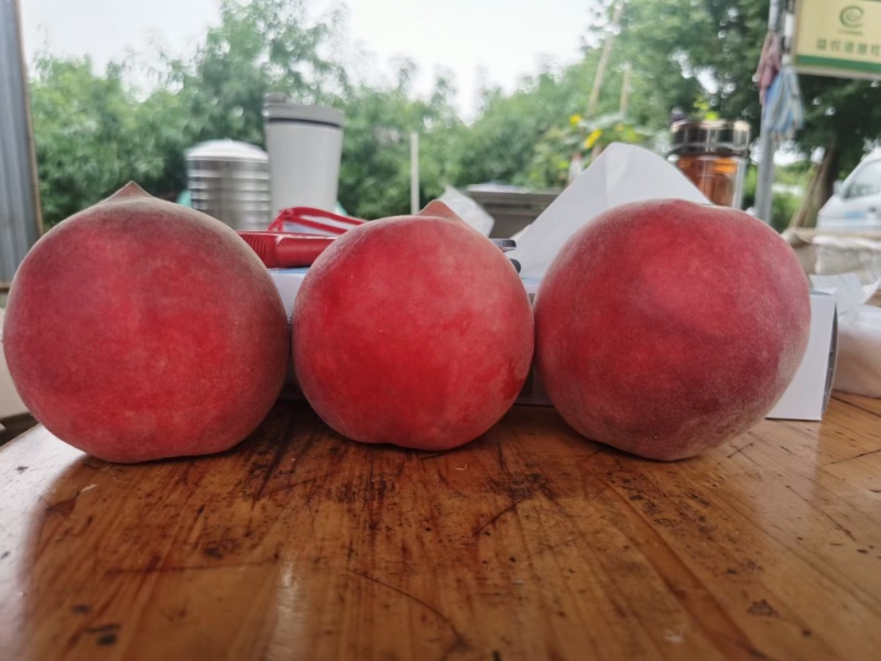 秋雪优系桃苗，中晚熟个大离核丰产挂树期长香脆浓甜，