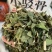 小驳骨