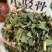 小驳骨