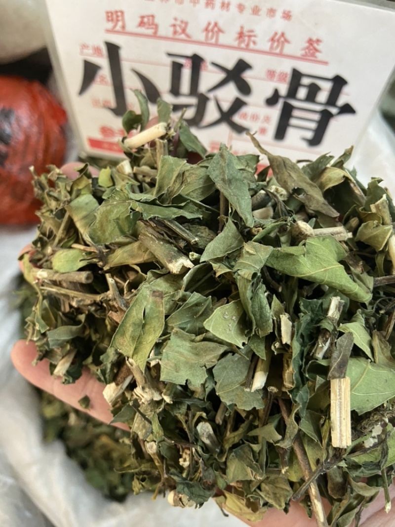 小驳骨