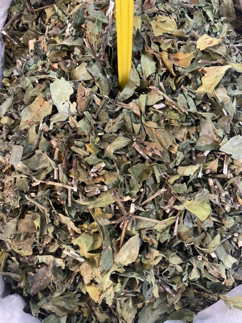 小驳骨