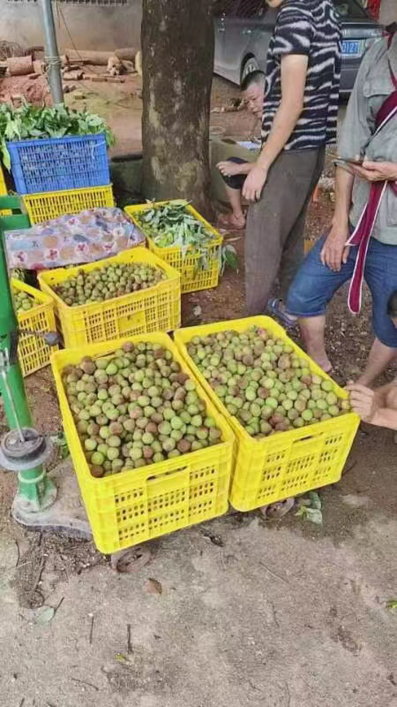 广西钦州妃子笑产地发货大果头茬冷链发货自家果园