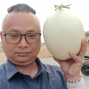 红玉甜瓜，软糯香甜。上车，万亩大棚基地直发全国，