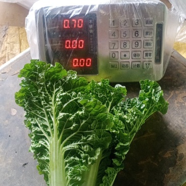 毛白菜供应深圳的品种
