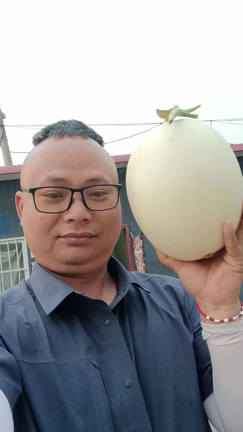 红玉甜瓜，软糯香甜。上车，万亩大棚基地直发全国，