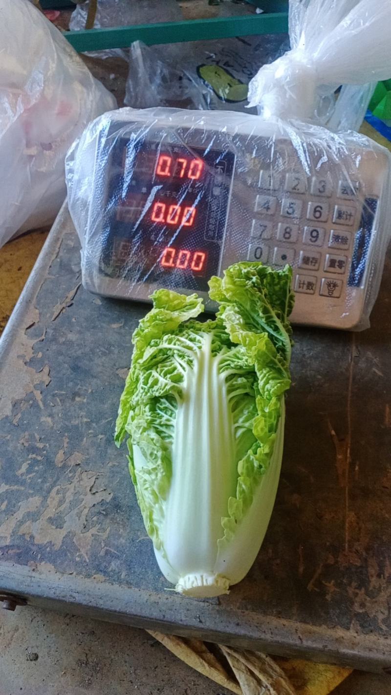 毛白菜供应深圳的品种