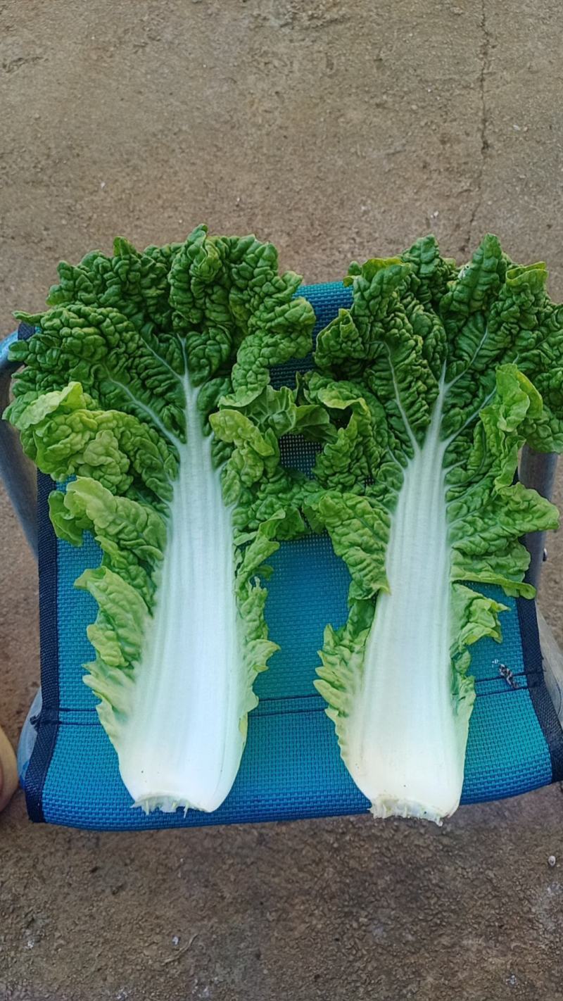 毛白菜供应深圳的品种
