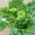 毛白菜供应深圳的品种