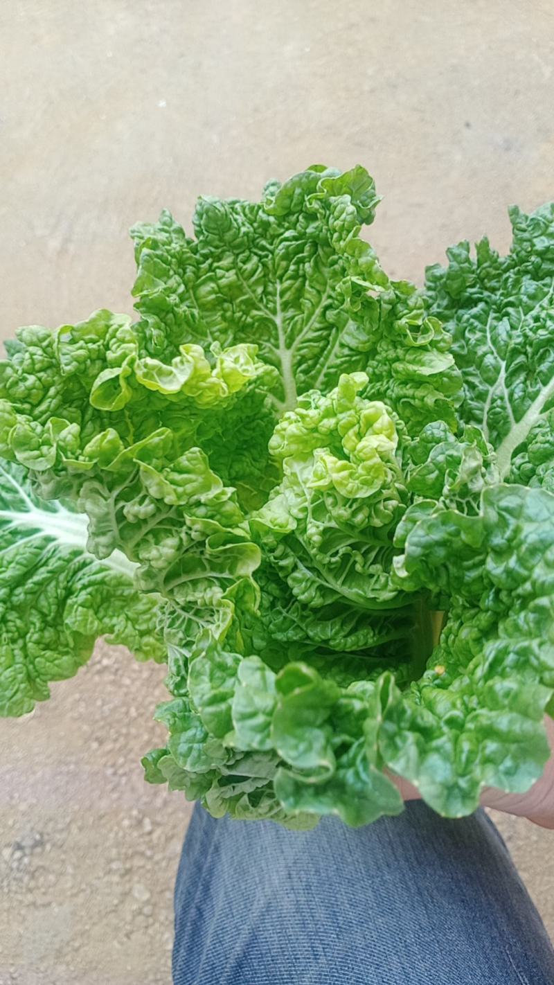 毛白菜供应深圳的品种