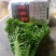 毛白菜供应深圳的品种