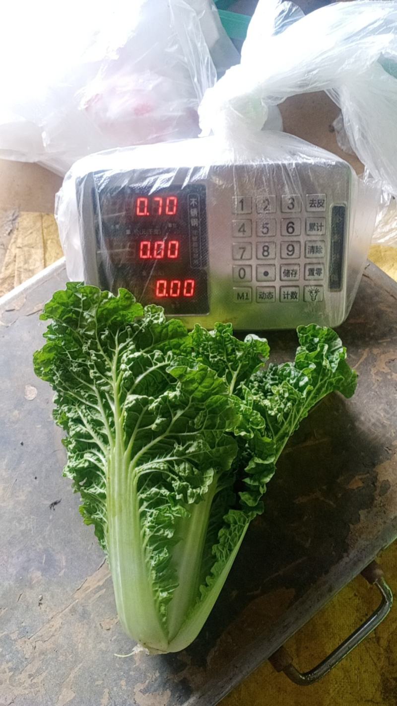 毛白菜供应深圳的品种